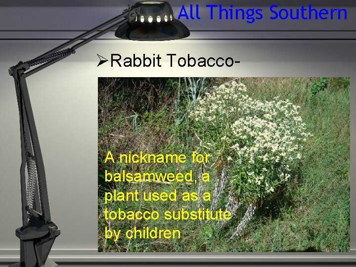 All Things Southern Rabbit Tobacco- A nickname for balsamweed, a plant used as a