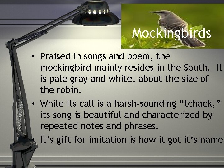 Mockingbirds • Praised in songs and poem, the mockingbird mainly resides in the South.