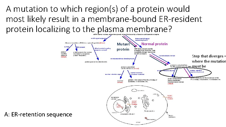 A mutation to which region(s) of a protein would most likely result in a