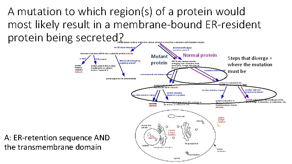 A mutation to which region(s) of a protein would most likely result in a