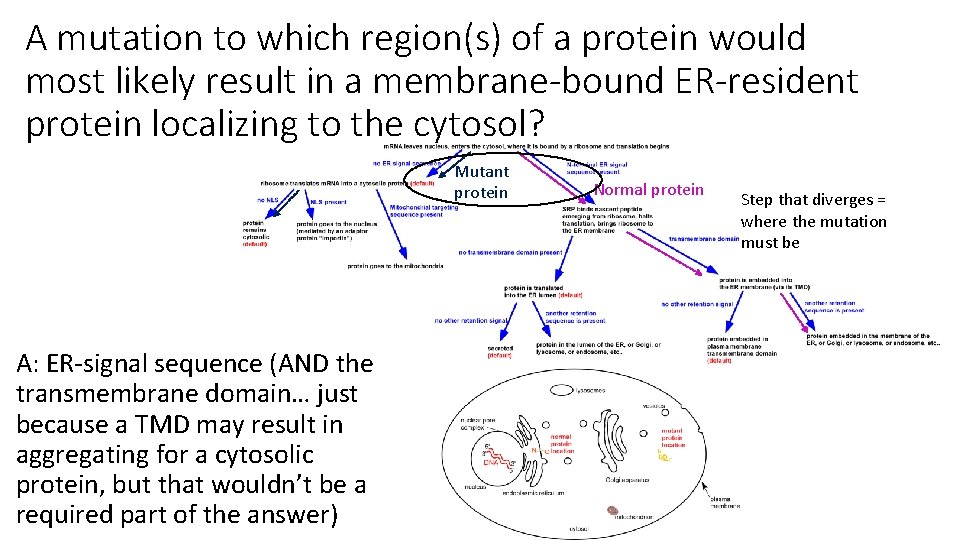 A mutation to which region(s) of a protein would most likely result in a
