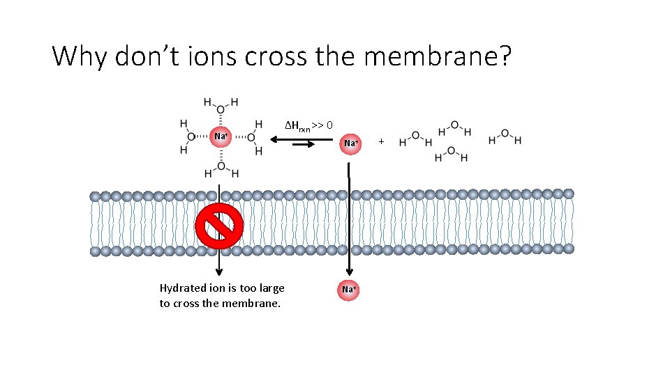 Why don’t ions cross the membrane? Na+ ΔHrxn >> 0 Hydrated ion is too