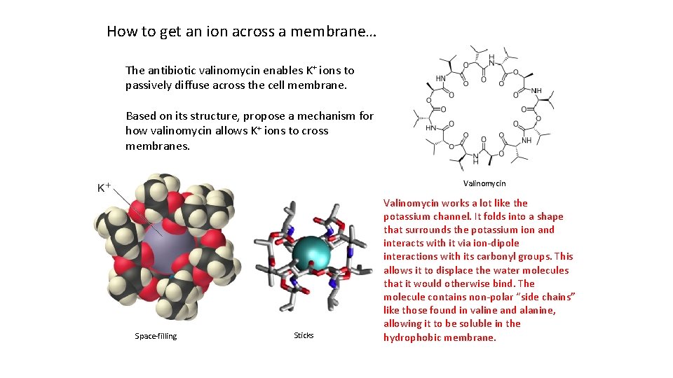 How to get an ion across a membrane… The antibiotic valinomycin enables K+ ions