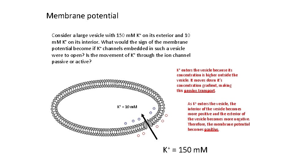 Membrane potential Consider a large vesicle with 150 m. M K+ on its exterior