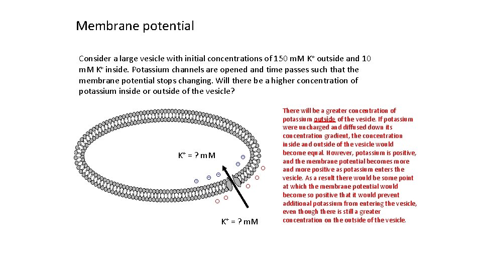 Membrane potential Consider a large vesicle with initial concentrations of 150 m. M K+