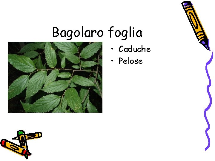 Bagolaro foglia • Caduche • Pelose 