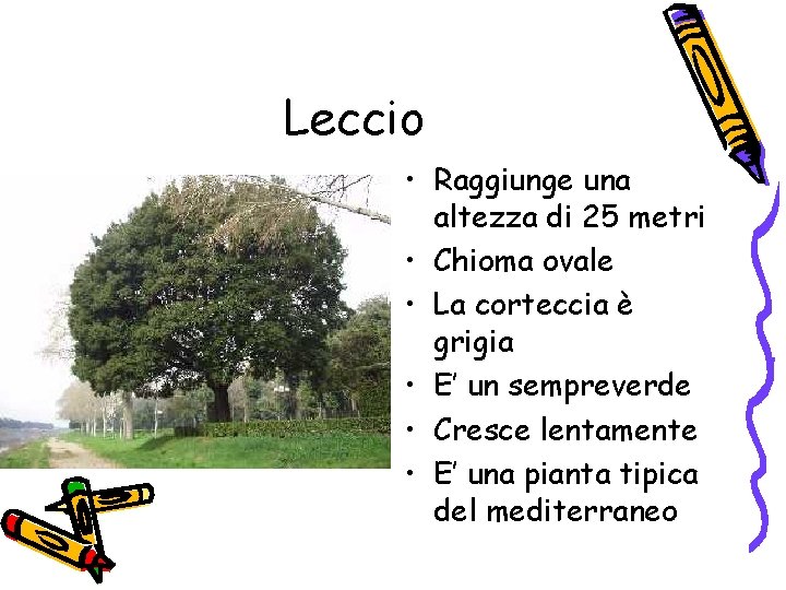 Leccio • Raggiunge una altezza di 25 metri • Chioma ovale • La corteccia