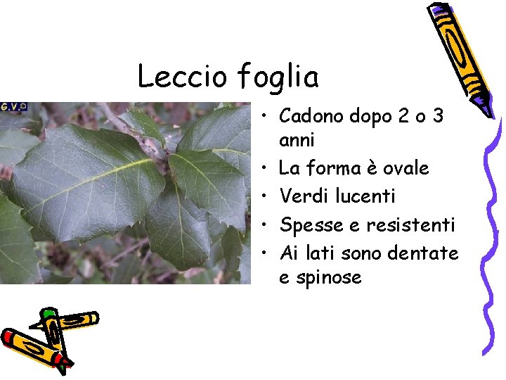 Leccio foglia • Cadono dopo 2 o 3 anni • La forma è ovale