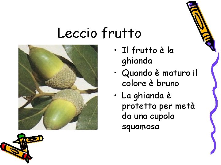 Leccio frutto • Il frutto è la ghianda • Quando è maturo il colore