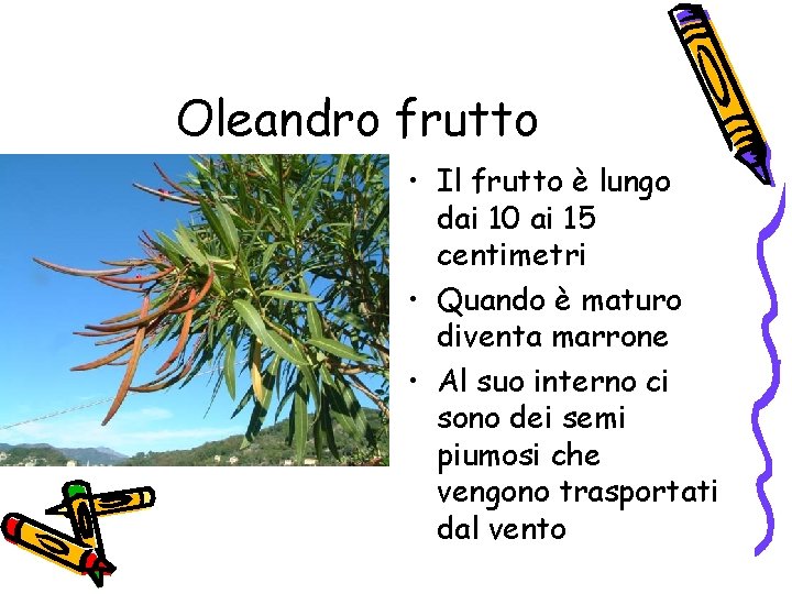 Oleandro frutto • Il frutto è lungo dai 10 ai 15 centimetri • Quando