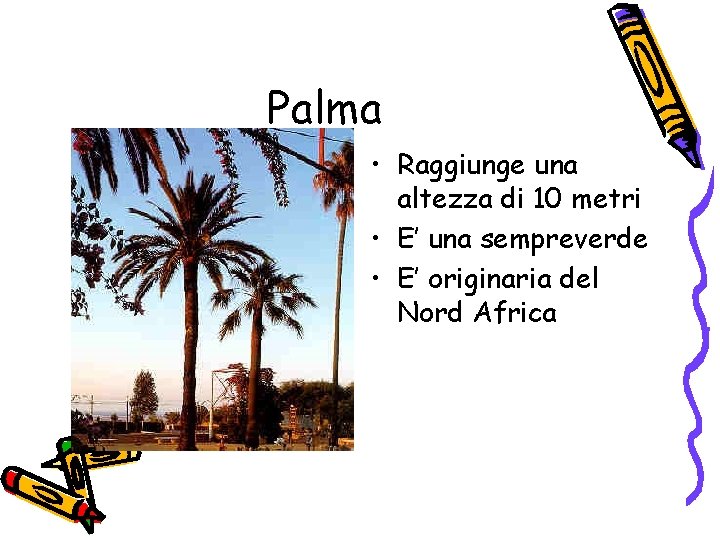 Palma • Raggiunge una altezza di 10 metri • E’ una sempreverde • E’