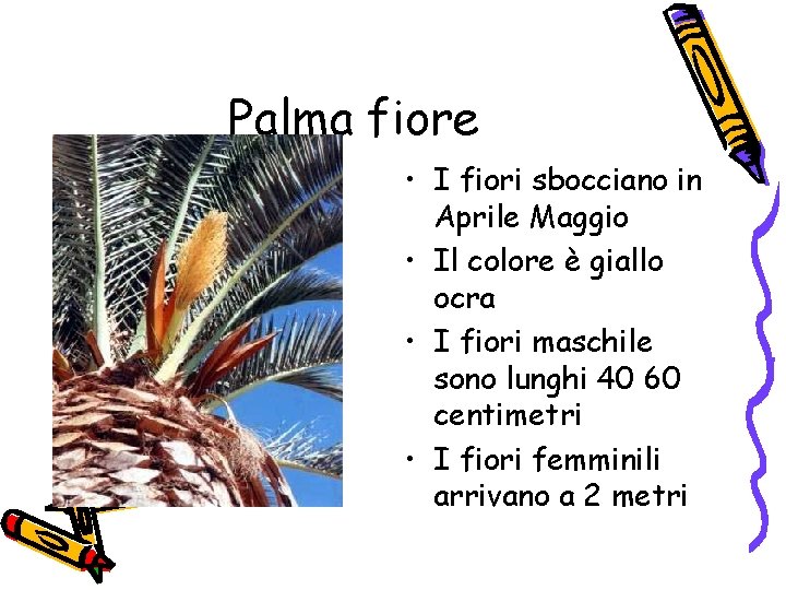 Palma fiore • I fiori sbocciano in Aprile Maggio • Il colore è giallo