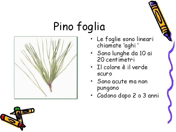 Pino foglia • Le foglie sono lineari chiamate ‘aghi ‘ • Sono lunghe da