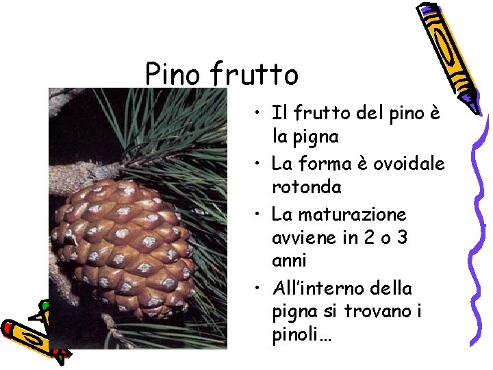 Pino frutto • Il frutto del pino è la pigna • La forma è