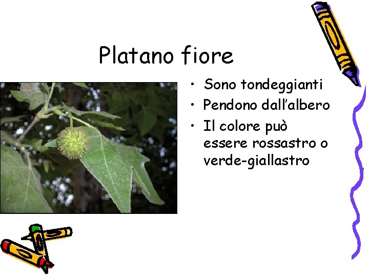 Platano fiore • Sono tondeggianti • Pendono dall’albero • Il colore può essere rossastro