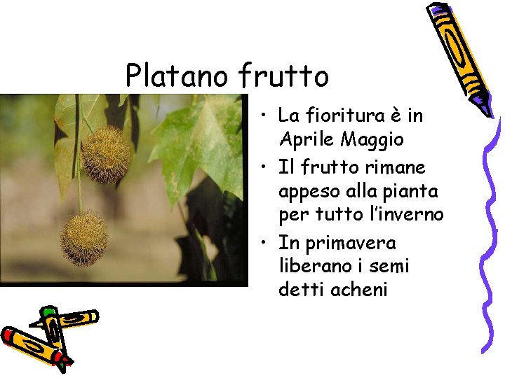 Platano frutto • La fioritura è in Aprile Maggio • Il frutto rimane appeso