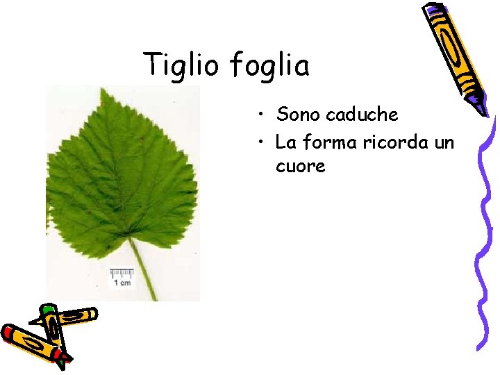 Tiglio foglia • Sono caduche • La forma ricorda un cuore 