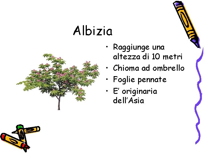 Albizia • Raggiunge una altezza di 10 metri • Chioma ad ombrello • Foglie