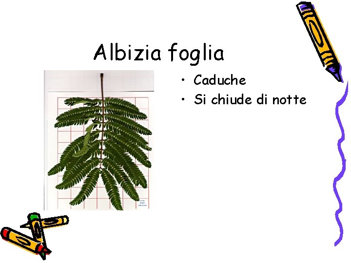 Albizia foglia • Caduche • Si chiude di notte 