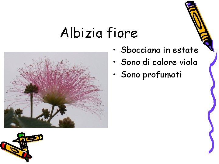 Albizia fiore • Sbocciano in estate • Sono di colore viola • Sono profumati