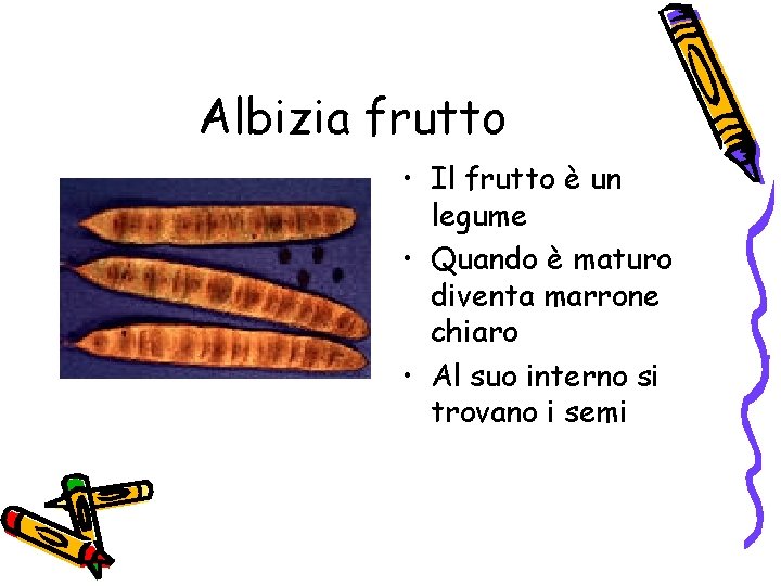 Albizia frutto • Il frutto è un legume • Quando è maturo diventa marrone