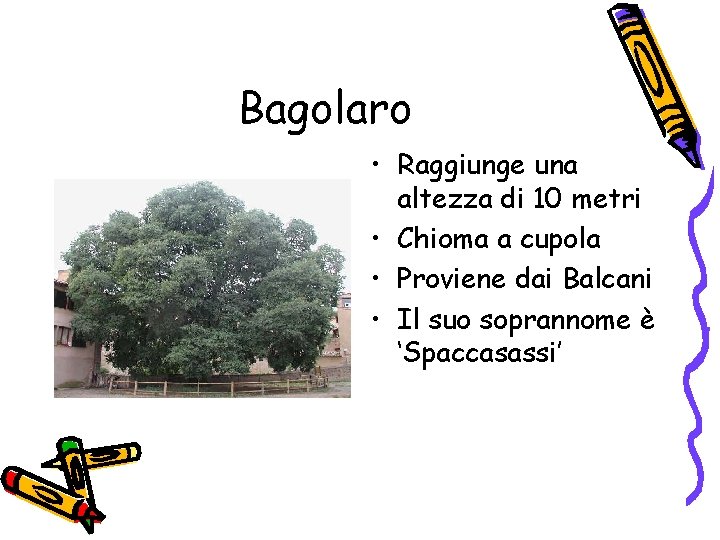 Bagolaro • Raggiunge una altezza di 10 metri • Chioma a cupola • Proviene