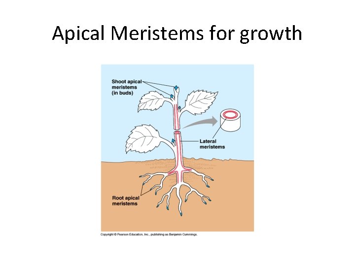 Apical Meristems for growth 