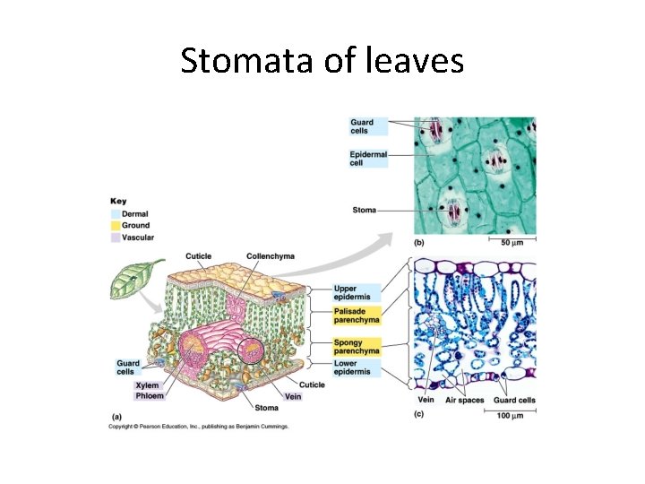 Stomata of leaves 