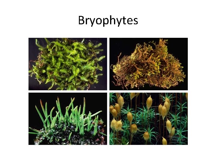 Bryophytes 