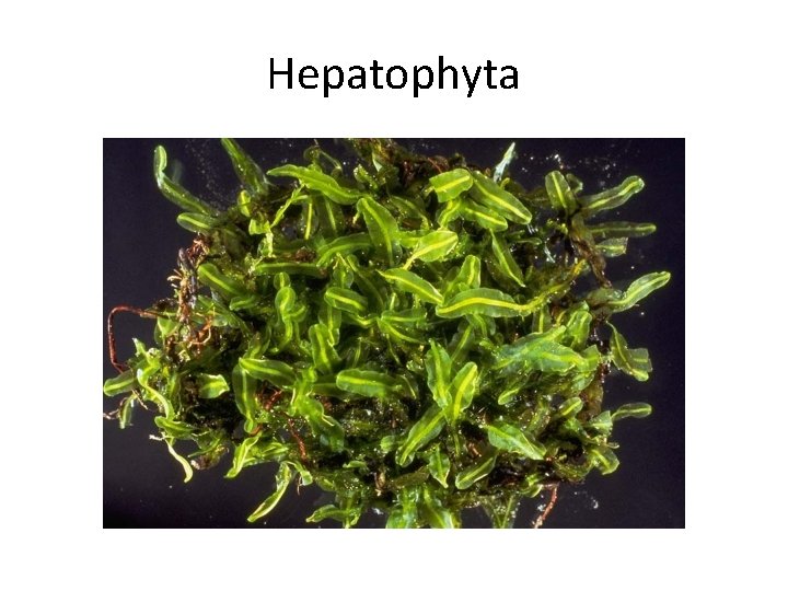 Hepatophyta 