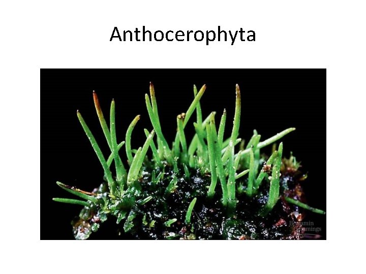 Anthocerophyta 