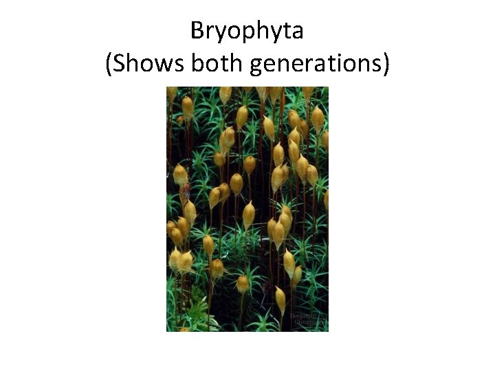 Bryophyta (Shows both generations) 