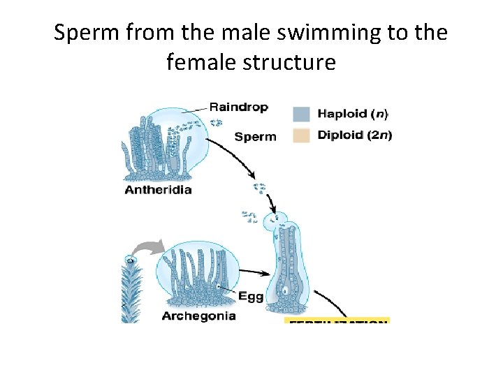 Sperm from the male swimming to the female structure 