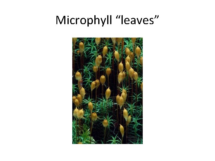 Microphyll “leaves” 