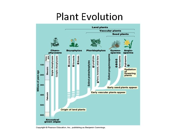 Plant Evolution 