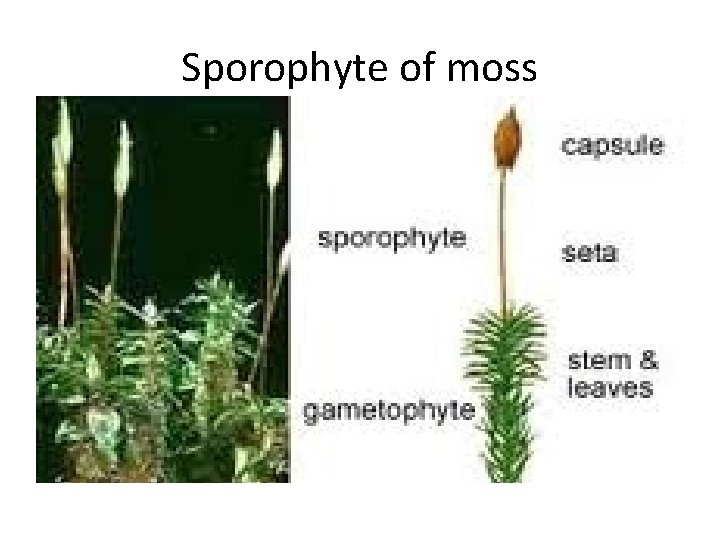 Sporophyte of moss 