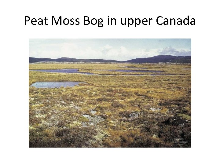 Peat Moss Bog in upper Canada 