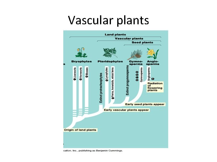 Vascular plants 