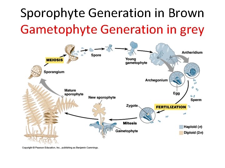 Sporophyte Generation in Brown Gametophyte Generation in grey 
