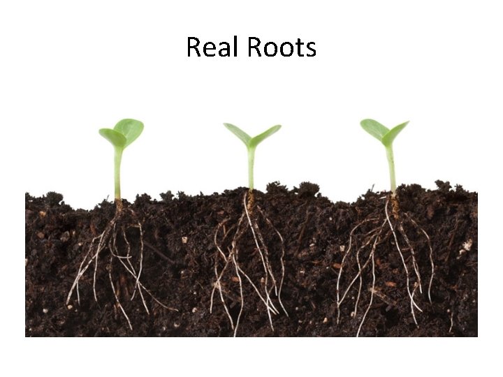 Real Roots 