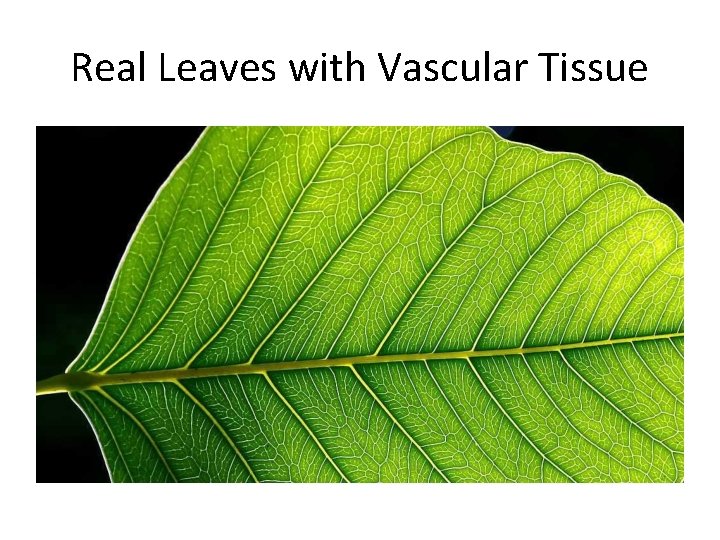 Real Leaves with Vascular Tissue 
