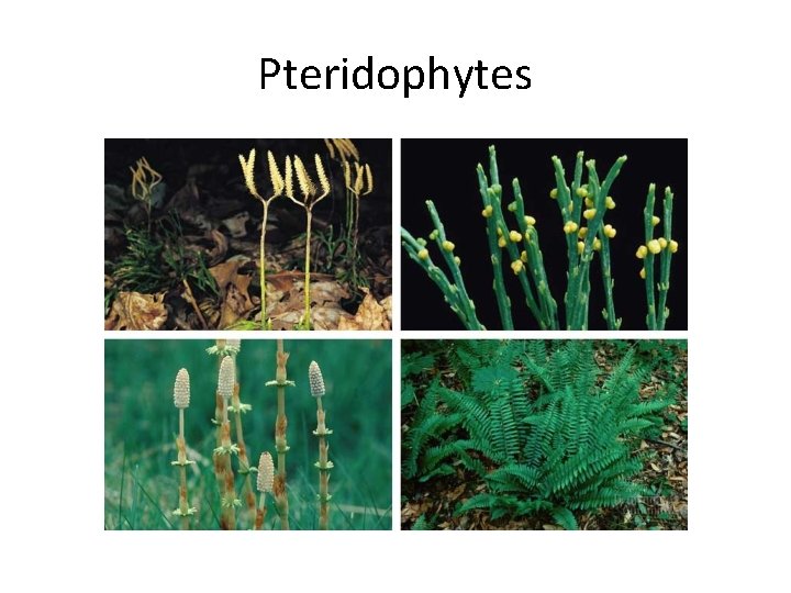 Pteridophytes 