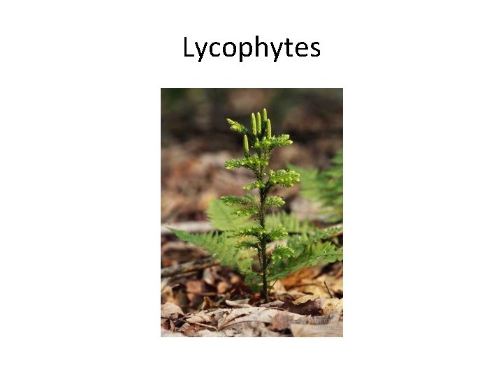 Lycophytes 