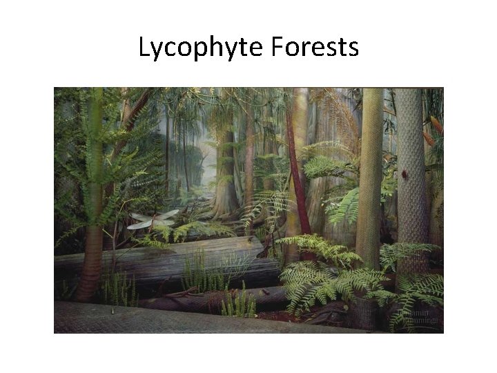 Lycophyte Forests 