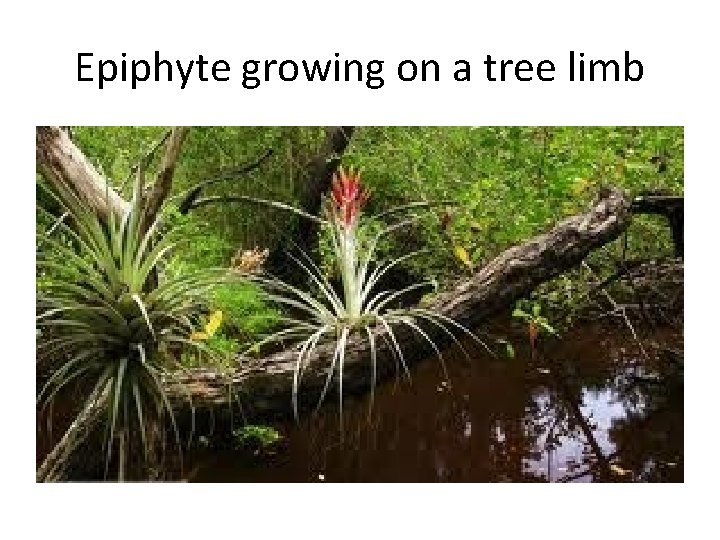 Epiphyte growing on a tree limb 
