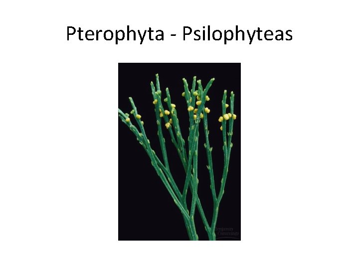 Pterophyta - Psilophyteas 
