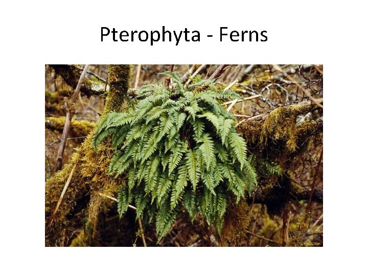 Pterophyta - Ferns 