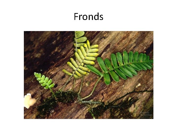 Fronds 