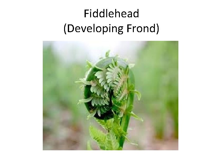 Fiddlehead (Developing Frond) 