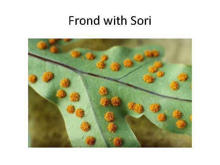 Frond with Sori 